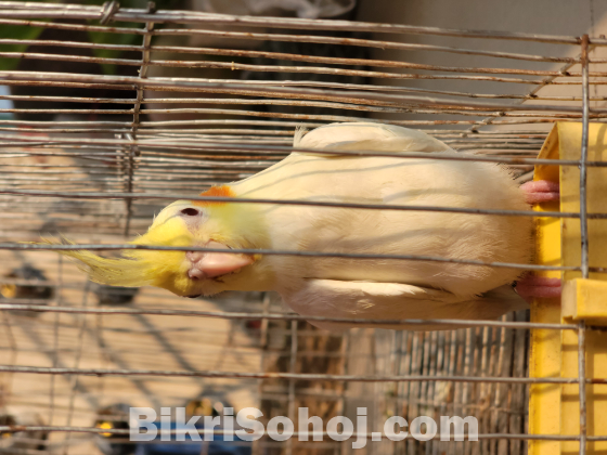 কোকোটেল টেম করা বেবি খুব ভালো টেম